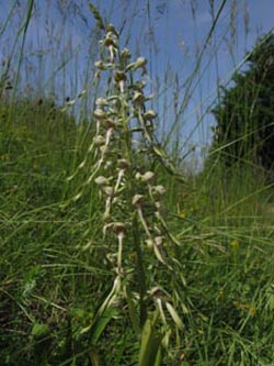 Himantoglossum_hircinum_SWD2009_ja36.jpg