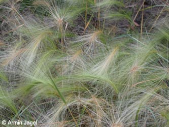 Hordeum_jubatum_2004_ja03.jpg