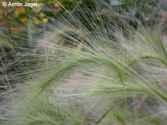 Hordeum_jubatum_2004_ja04.jpg