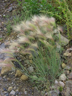 Hordeum_jubatum_DOHoerdePhoenixsee210712_TK02.jpg