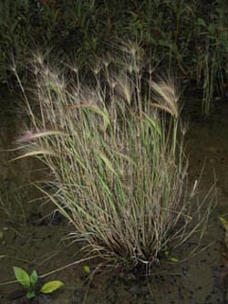 Hordeum_jubatum_DOMitteNord100910_ja06.jpg