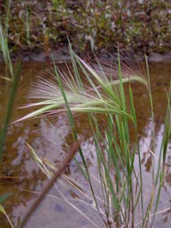 Hordeum_jubatum_DOMitteNord100910_ja10.jpg