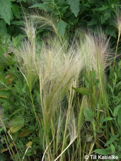 Hordeum_jubatum_GEOTag2012_01_TK38.jpg