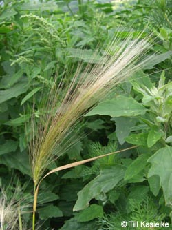 Hordeum_jubatum_GEOTag2012_01_TK39.jpg