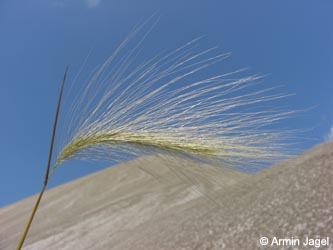 Hordeum_jubatum_Hessen080607_ja01.jpg