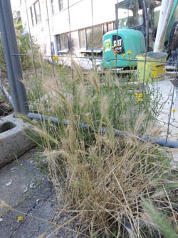 Hordeum_murinum_Bochum_Hoentrop_230714_TK01.jpg