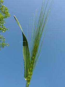 Hordeum_vulgare_BGBO2010_ho01.jpg