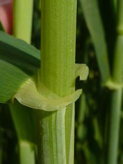 Hordeum_vulgare_BGBO2010_ho02.jpg