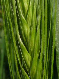 Hordeum_vulgare_BGBO2010_ho04.jpg