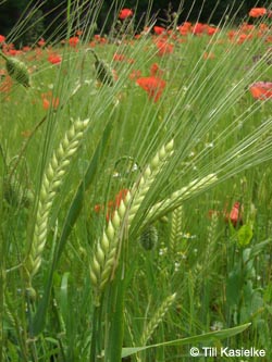 Hordeum_vulgare_Laacher_See_070612_TK38.jpg