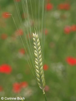 Hordeum_vulgare_Sommergerste_Eifel2012_LaacherSee070612_CB02.jpg