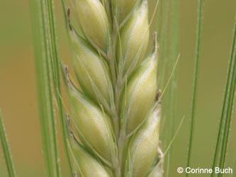 Hordeum_vulgare_Sommergerste_Eifel2012_LaacherSee070612_CB04.jpg