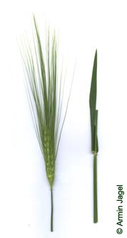 Hordeum_vulgare_ja01.jpg