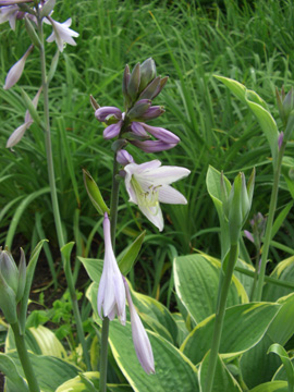 Hosta_fortunei_Aureomarginata_230607_ja01.jpg