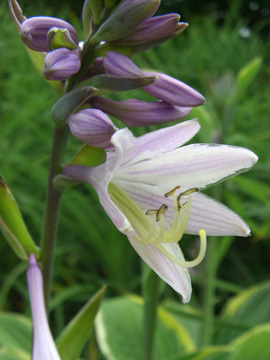 Hosta_fortunei_Aureomarginata_230607_ja02.jpg