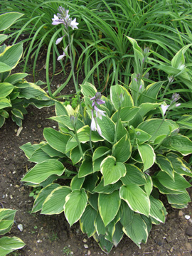 Hosta_fortunei_Aureomarginata_230607_ja03.jpg