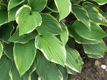 Hosta_fortunei_Aureomarginata_230607_ja03_2.jpg