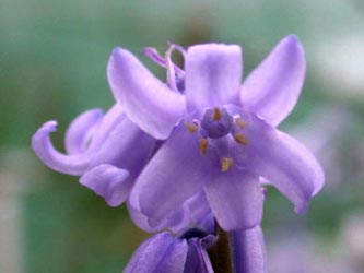 Hyacinthoides_hispanica_ja02.jpg