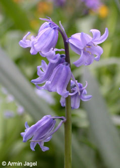 Hyacinthoides_hispanica_ja03.jpg