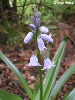 Hyacinthoides_massartiana_BOBergerTal_IH01.jpg