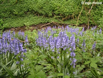 Hyacinthoides_massartiana_BOBergerTal_IH04.jpg