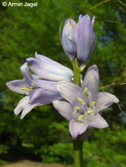 Hyacinthoides_massartiana_BOStP110506_ja03.jpg