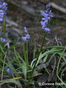 Hyacinthoides_massartiana_ZechePluto_CB01.jpg