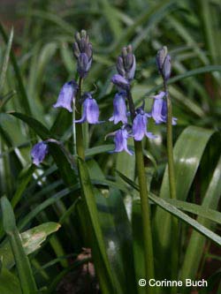 Hyacinthoides_massartiana_schlossparkherten120408_CB01.jpg