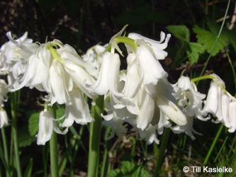 Hyacinthoides_non-scripta_Alba_HERCrange050513_TK02.jpg