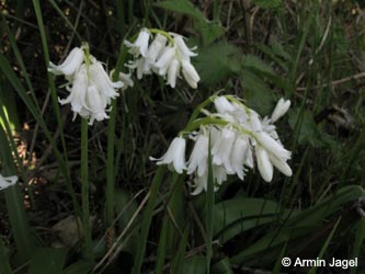 Hyacinthoides_non-scripta_Alba_HERCrange050513_ja04.jpg