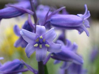 Hyacinthoides_non-scripta_ja02.jpg