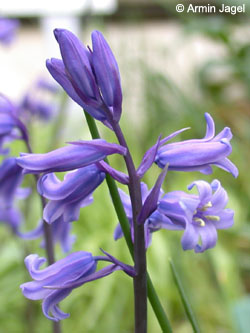 Hyacinthoides_non-scripta_ja03.jpg