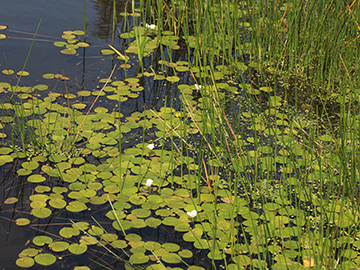 Hydrocharis_morsus-ranae_230818_CB03.jpg