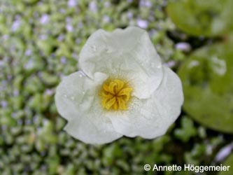 Hydrocharis_morsus-ranae_BGBO_ho05.jpg