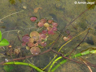 Hydrocharis_morsus-ranae_Grube7_080613_ja02.jpg