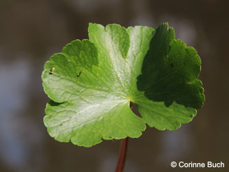 Hydrocotyle_ranunculoides_Grevenbroich_Erft_290815_CB01.jpg