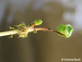 Hydrocotyle_ranunculoides_Grevenbroich_Erft_290815_CB03.jpg