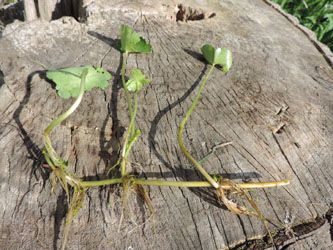 Hydrocotyle_ranunculoides_Grevenbroich_Erft_290815_RTL02.jpg