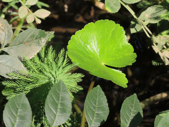 Hydrocotyle_ranunculoides_Grevenbroich_Erft_290815_TK208.jpg