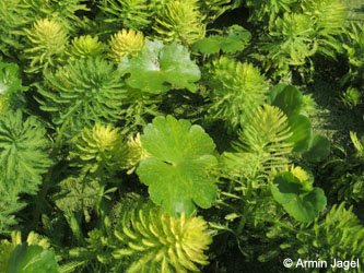 Hydrocotyle_ranunculoides_Myriophyllum_brasiliense_Grevenbroich_Erft_290815_ja04.jpg