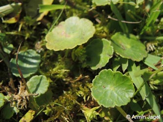 Hydrocotyle_vulgaris_DO_Siesack_190714_ja01.jpg