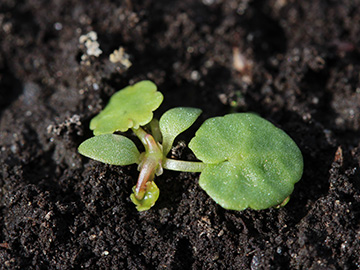 Hydrocotyle_vulgaris_Eper_Venn_310818_CB02.jpg