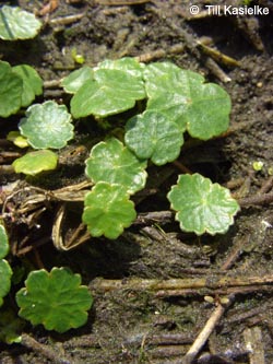 Hydrocotyle_vulgaris_HoheMark160509_TK01.jpg