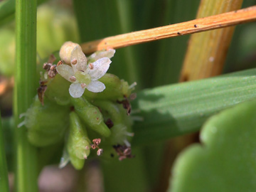 Hydrocotyle_vulgaris_Wersener_Heide_080818_CB01.jpg