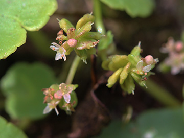 Hydrocotyle_vulgaris_Wersener_Heide_080818_CB02.jpg