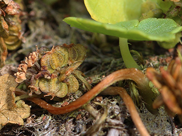 Hydrocotyle_vulgaris_Wersener_Heide_080818_CB03.jpg