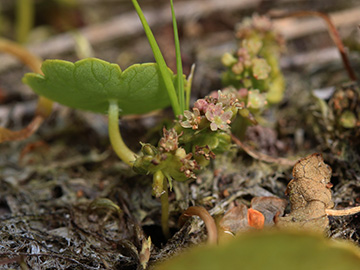 Hydrocotyle_vulgaris_Wersener_Heide_080818_CB04.jpg