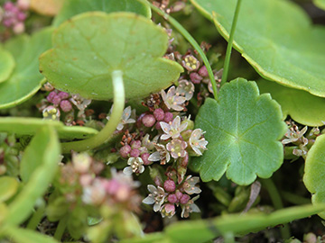 Hydrocotyle_vulgaris_Wersener_Heide_080818_CB05.jpg