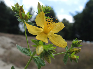 Hypericum_desetangsii_170716_ja07_2.jpg