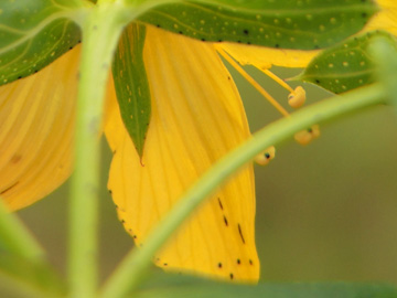 Hypericum_desetangsii_HildenerHeide_200615_ja02.jpg